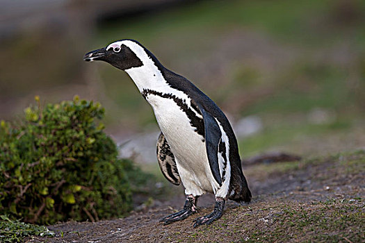 黑脚企鹅,非洲企鹅,成年,湾,南非