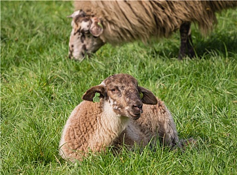 年轻,羊羔,卧,草
