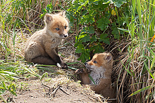 红狐,狐属,入口,窝,卡特麦国家公园,阿拉斯加