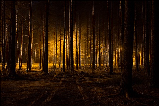 金色,路灯,发光,暗色,树林