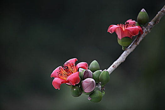 木棉花