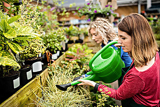 女性,花商,浇水,植物,洒水壶,花卉商店