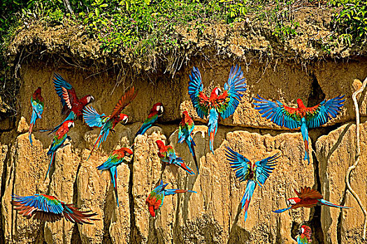 金刚鹦鹉,绿翅金刚鹦鹉,群,吃,粘土,悬崖,玛努国家公园