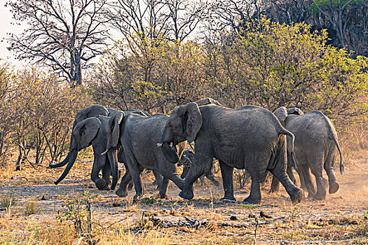 博茨瓦纳,乔贝国家公园,萨维提,饲养,牧群,大象,非洲象,走,一起,防护,幼仔