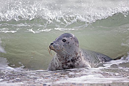 灰海豹,小动物,玩,水,石荷州,赫尔戈兰岛,德国,欧洲