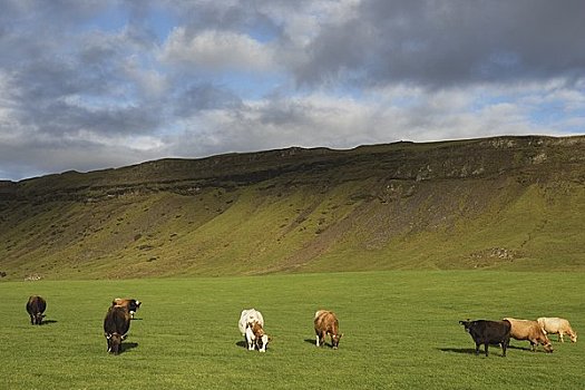 泽西种乳牛,母牛,草场,冰岛