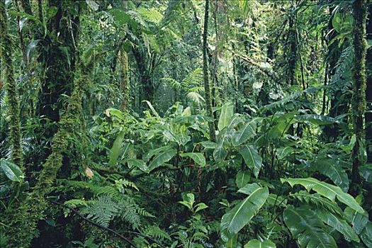 海里康属植物,蒙特维多云雾森林自然保护区,哥斯达黎加
