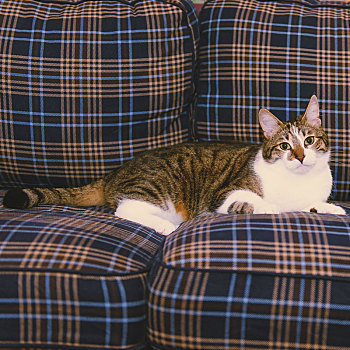 花呢格子沙发上的棕色条纹猫