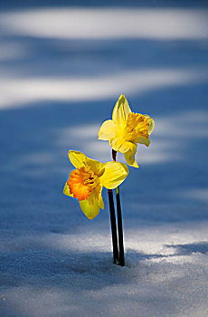 两个,水仙花,雪中