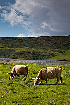 高原牛,放牧,土地,苏格兰