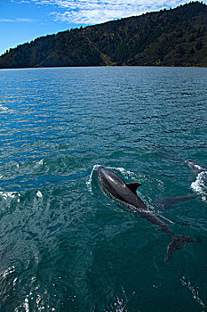 海豚,看,马尔伯勒,声音,南岛,新西兰