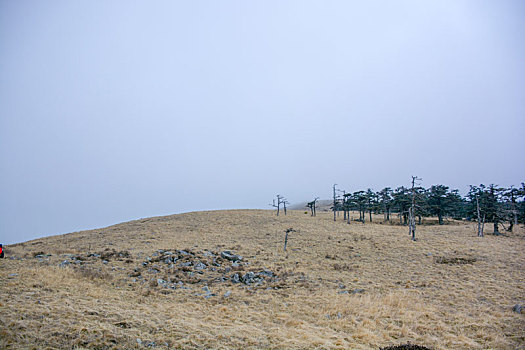 秦岭高山草甸