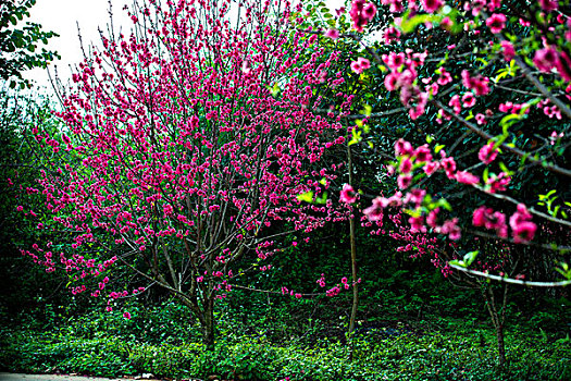 花花大世界