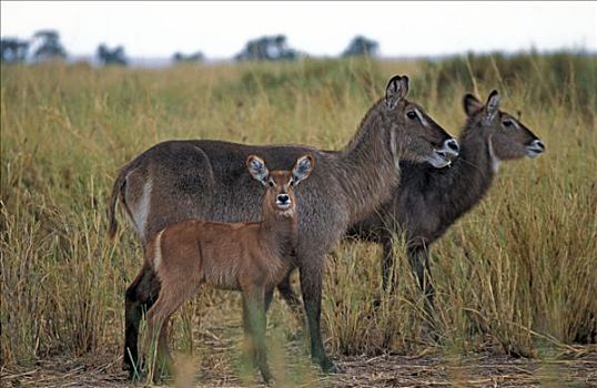 普通,水羚,安伯塞利国家公园,肯尼亚,非洲
