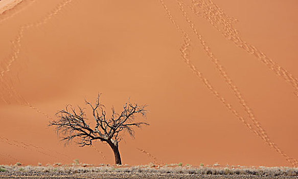 枯木,正面,巨大,沙丘,索苏维来地区,国家公园,纳米比亚