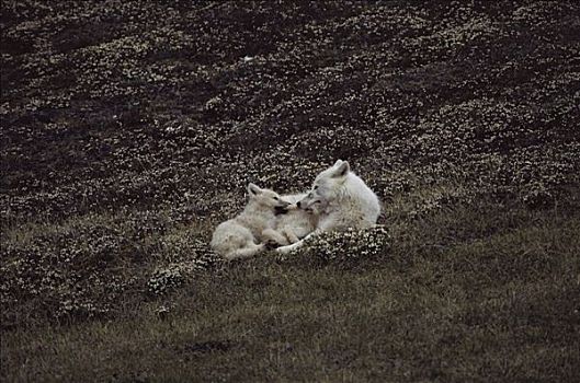 北极狼,狼,教育,幼仔,杀,北极,兔属,艾利斯摩尔岛,加拿大