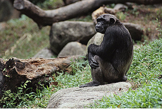 黑猩猩,新加坡动物园