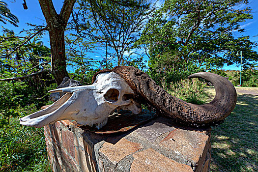 头骨,非洲水牛,马赛马拉国家保护区,肯尼亚,东非,非洲