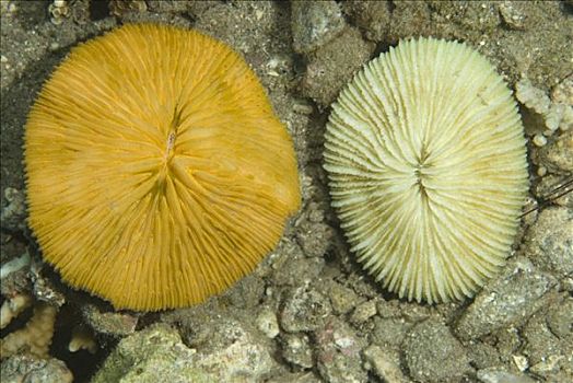 蘑菇,珊瑚,展示,许多,光亮,亮光,摄影,脚,深,科莫多岛,印度尼西亚,次序