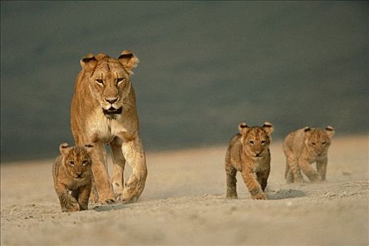 非洲狮,狮子,母兽,幼兽,沙子,塞伦盖蒂国家公园,坦桑尼亚