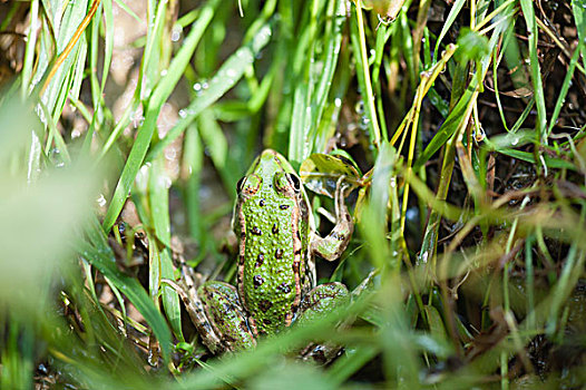 青蛙,湿,草