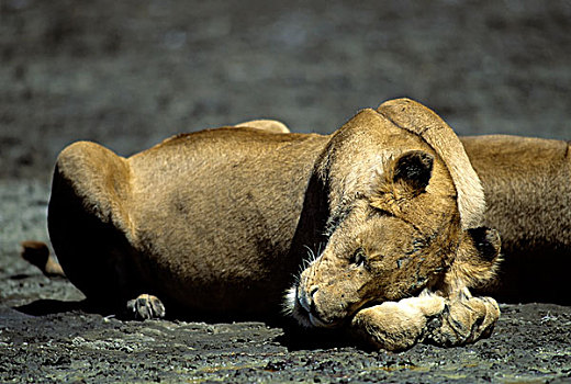 坦桑尼亚,恩戈罗恩戈罗火山口,雌狮,睡觉