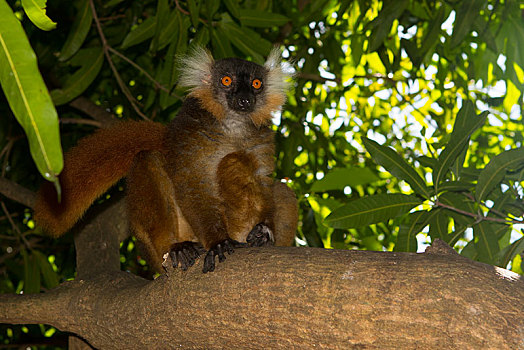 黑狐猴,褐色的狐猴,雌性,诺西空巴,西北地区,海岸,马达加斯加,非洲