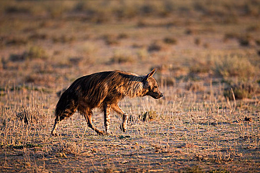 褐色,鬣狗,卡拉哈迪大羚羊国家公园,博茨瓦纳