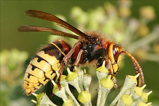 大黄蜂,欧洲大黄蜂
