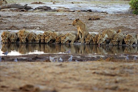 许多,狮子,并排,自豪,喝,博茨瓦纳,非洲