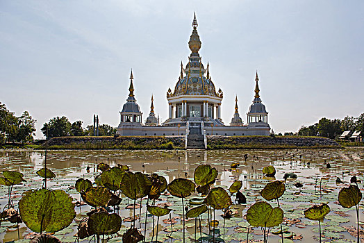 水塘,荷花,莲属,正面,契迪,寺院,泰国,亚洲