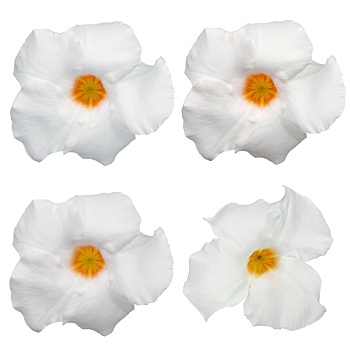 白色,花