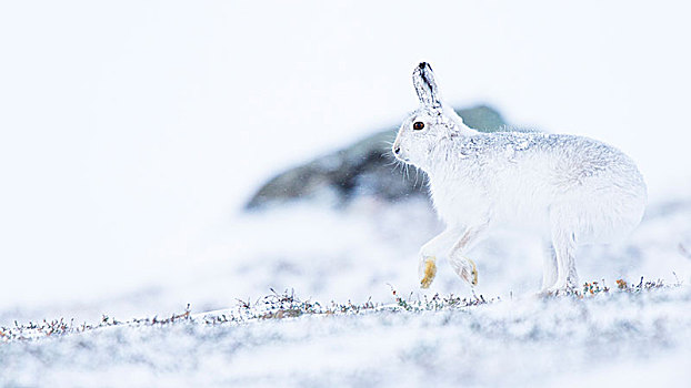 雪兔,雪地,凯恩戈姆国家公园,苏格兰高地,苏格兰,英国,欧洲
