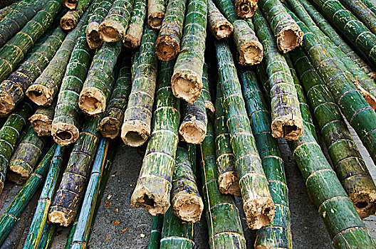 竹子,竹节,竹料,建材,竹叶,自然风光