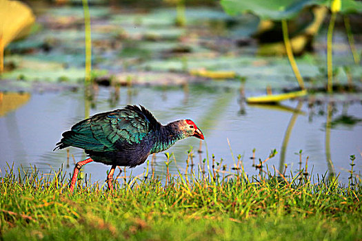 西部,紫水鸡,成年,水,国家公园,斯里兰卡,亚洲