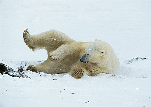 北极熊,卧,雪中,抬腿