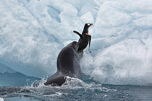 海豹,抓住,巴布亚企鹅,南极