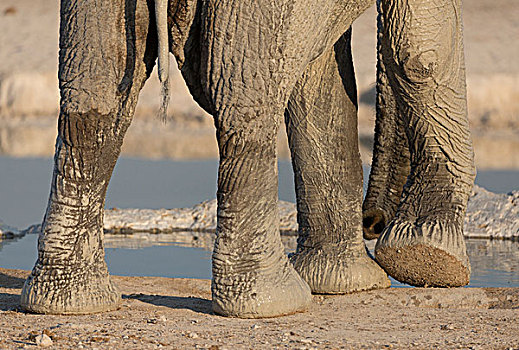 非洲,纳米比亚,埃托沙国家公园,大象,腿,象鼻,画廊