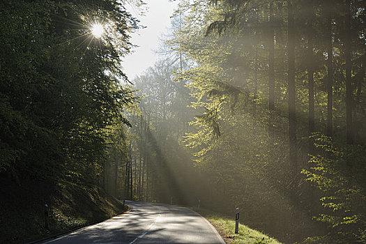 道路,树林,施佩萨特,巴伐利亚,德国