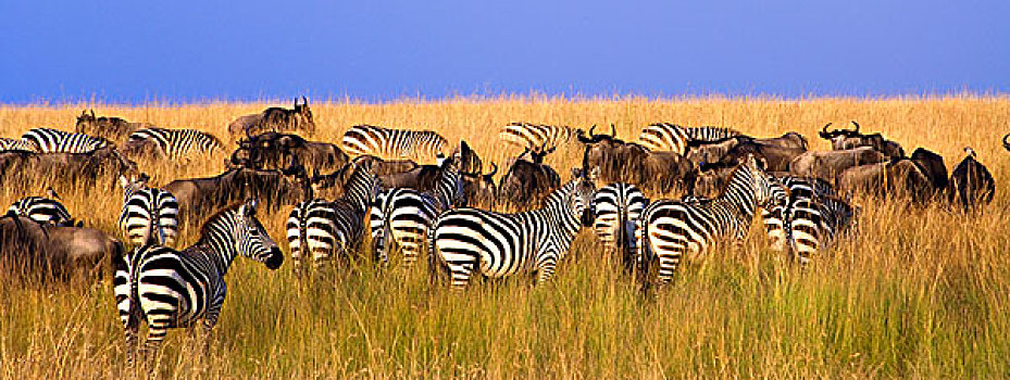 斑马,角马,高,夏天,草,马赛马拉,肯尼亚