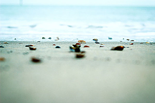 壳,海滩