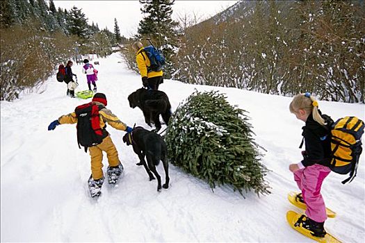家庭,圣诞树,雪鞋,科罗拉多