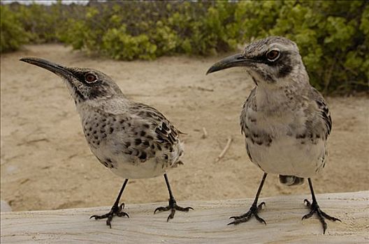 嘲鸟,一对,脆弱,西班牙岛,加拉帕戈斯群岛