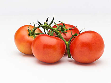 四个,藤,成熟,西红柿,白色背景