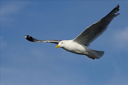 银鸥,飞,挪威