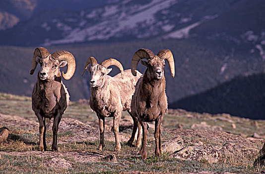 美国,科罗拉多,岩石,山,国家公园,大角羊,野生,两个,雄性,绵羊,雌性,中心