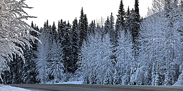 积雪,树,道路,阿拉斯加公路,北方,落基山脉,地区性,市区,不列颠哥伦比亚省,加拿大