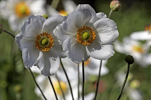 花,日本银莲花,培育品种,银莲花