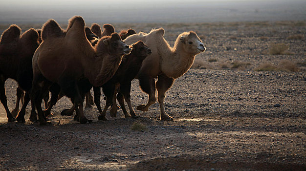 新疆哈密,大漠奔驼