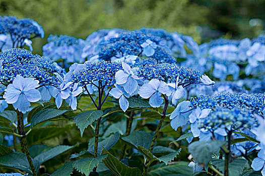 蓝色,八仙花属,花园